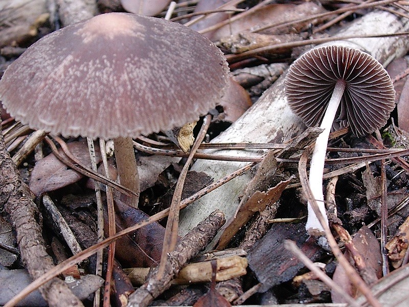 874 Dicembre vecchio ritrovamento